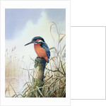 Kingfisher by Carl Donner