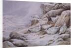 Ptarmigan in snow covered landscape by Carl Donner