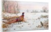Pheasant and bramblefinch in the snow by Carl Donner