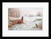 Pheasant and bramblefinch in the snow by Carl Donner