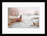 Pheasant and bramblefinch in the snow by Carl Donner