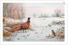 Pheasant and bramblefinch in the snow by Carl Donner