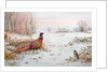 Pheasant and bramblefinch in the snow by Carl Donner