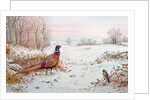 Pheasant and bramblefinch in the snow by Carl Donner