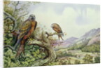 Pair of Red Kites in an Oak Tree by Carl Donner