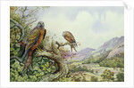 Pair of Red Kites in an Oak Tree by Carl Donner