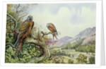 Pair of Red Kites in an Oak Tree by Carl Donner