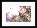 Golden Eagles at their Eyrie by Carl Donner