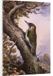 Green Woodpecker by Carl Donner