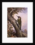 Green Woodpecker by Carl Donner