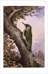 Green Woodpecker by Carl Donner