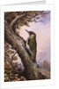 Green Woodpecker by Carl Donner