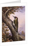 Green Woodpecker by Carl Donner