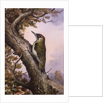 Green Woodpecker by Carl Donner