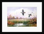 Partridge in Flight by Carl Donner