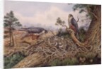 Hobbys at their Nest by Carl Donner