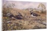 Lapwing Family with Goldfinches by Carl Donner
