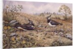 Lapwing Family with Goldfinches by Carl Donner