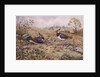 Lapwing Family with Goldfinches by Carl Donner