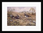 Lapwing Family with Goldfinches by Carl Donner