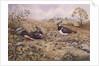Lapwing Family with Goldfinches by Carl Donner