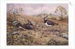 Lapwing Family with Goldfinches by Carl Donner