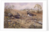 Lapwing Family with Goldfinches by Carl Donner