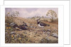 Lapwing Family with Goldfinches by Carl Donner