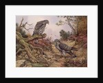 Honey Buzzards by Carl Donner