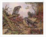 Honey Buzzards by Carl Donner