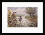 Kingfishers on the Riverbank by Carl Donner