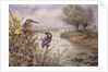 Kingfishers on the Riverbank by Carl Donner