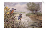 Kingfishers on the Riverbank by Carl Donner