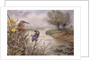 Kingfishers on the Riverbank by Carl Donner