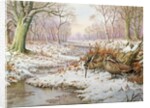 Woodcock by Carl Donner