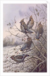 Waxwings by Carl Donner