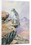 Gyrfalcon by Carl Donner