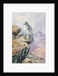 Gyrfalcon by Carl Donner