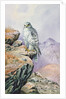 Gyrfalcon by Carl Donner