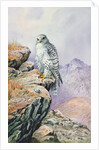Gyrfalcon by Carl Donner