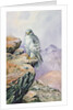 Gyrfalcon by Carl Donner