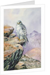 Gyrfalcon by Carl Donner