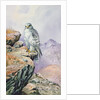 Gyrfalcon by Carl Donner