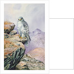Gyrfalcon by Carl Donner