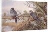 Red-footed Falcons by Carl Donner