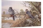 Red-footed Falcons by Carl Donner