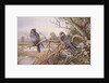 Red-footed Falcons by Carl Donner
