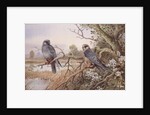 Red-footed Falcons by Carl Donner