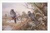Red-footed Falcons by Carl Donner