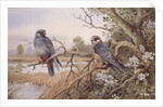 Red-footed Falcons by Carl Donner
